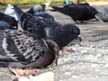 Hungry bird. Pigeons eat bread. Wild bird Royalty Free Stock Photo