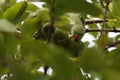 Hungry birds eating fruits nature food from the nature