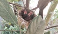 Hungry Birds Waiting For Food.