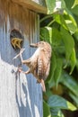 Hungry birds. Wren chicks with open beaks being fed spiders Royalty Free Stock Photo