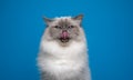 hungry birman cat with blue eyes licking lips tone on tone portrait