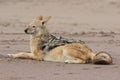 Hungry Black Backed Jackal Eating Killed Seal Cub And Guarding Catch Lying On Ocean Coast. Namibia