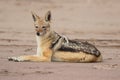 Hungry Black backed jackal eating killed seal cub and guarding catch lying on ocean coast. Namibia