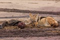 Hungry Black backed jackal eating killed seal cub and guarding catch standing on ocean coast. Namibia