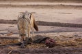 Hungry Black backed jackal eating killed seal cub and guarding catch standing on ocean coast. Namibia