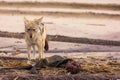 Hungry Black backed jackal eating killed seal cub and guarding catch standing on ocean coast. Namibia