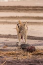 Hungry Black backed jackal eating killed seal cub and guarding catch standing on ocean coast. Namibia