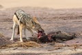 Hungry Black backed jackal eating killed seal cub and guarding catch standing on ocean coast. Namibia