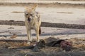 Hungry Black backed jackal eating killed seal cub and guarding catch standing on ocean coast. Namibia