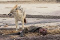 Hungry Black backed jackal eating killed seal cub and guarding catch standing on ocean coast. Namibia