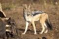 Hungry Black Backed Jackal Looking For Food At Hippo Carcass