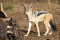 Hungry Black Backed Jackal Looking For Food At Hippo Carcass