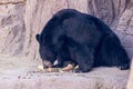 Hungry Black Bear, Closeup