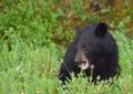 A hungry black bear cub eating dandelions Royalty Free Stock Photo