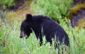 A hungry black bear cub near Banff, Alberta Royalty Free Stock Photo