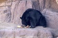 Hungry Black Bear