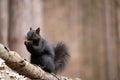 A Hungry Black Squirrel Royalty Free Stock Photo