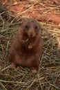 Hungry Black Tailed Prairie Dog Snacking Away