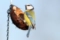 Hungry blue tit on hanging feeder