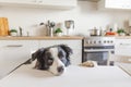 Hungry border collie dog sitting on table in modern kitchen looking with puppy eyes funny face waiting meal. Funny dog looking sad