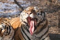 Hungry and bored tiger in winter in Harbin