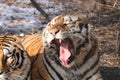 Hungry and bored tiger in winter in Harbin Royalty Free Stock Photo