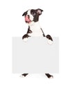 Hungry Boston Terrier Dog Holding Blank Sign