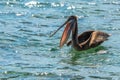 Hungry brown pelican with open beak drifting on the sea surface, near Carriacou island, Grenada, Caribbean sea Royalty Free Stock Photo