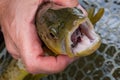 Hungry Brown Trout Eats A Fly