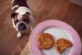 Hungry Bulldog Indoors Looking Up At Plate Of Biscuits Royalty Free Stock Photo