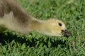 Hungry Canada goose gosling