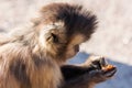 Hungry Capuchin monkey dines on a branch. Royalty Free Stock Photo