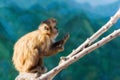 Hungry Capuchin monkey dines on a branch Royalty Free Stock Photo