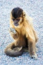 Hungry Capuchin monkey dines on the ground. Royalty Free Stock Photo