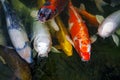 Hungry Carp Sticks Its Head Out Of The Water In Anticipation Of Feeding. Koi Carp Are Ornamental Domesticated Fish