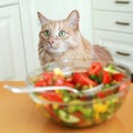 Hungry cat Royalty Free Stock Photo