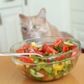 Hungry cat Royalty Free Stock Photo