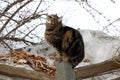 A hungry cat on a compost heap in winter Royalty Free Stock Photo