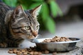 A Hungry Cat Eagerly Awaits A Meal Beside Its Food Dish