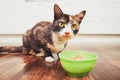 The hungry cat eating from bowl Royalty Free Stock Photo