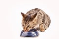 hungry cat eating from the food bowl Royalty Free Stock Photo