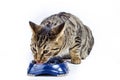 Hungry cat eating from the food bowl Royalty Free Stock Photo