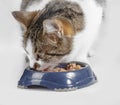 Hungry cat at the food bowl Royalty Free Stock Photo