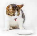 Hungry cat eating from the food bowl Royalty Free Stock Photo