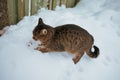 hungry cat eating pet food from the snow, outdoor shot Royalty Free Stock Photo