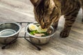 Hungry cat eats fresh natural food. Cat food and diet concept Royalty Free Stock Photo