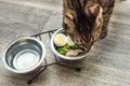 Hungry cat eats fresh natural food. Cat food and diet concept Royalty Free Stock Photo