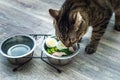 Hungry cat eats fresh natural food. Cat food and diet concept Royalty Free Stock Photo