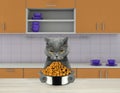 Hungry cat with food bowl sitting in kitchen and ready to eat Royalty Free Stock Photo