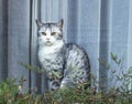 Hungry cat with green eyes waiting for food Royalty Free Stock Photo